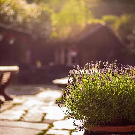 أولينسفانغ غجيستيهيم بيت شباب لوفتهوس