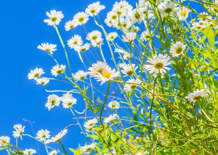 优伦斯王赫斯特海姆 旅馆 *